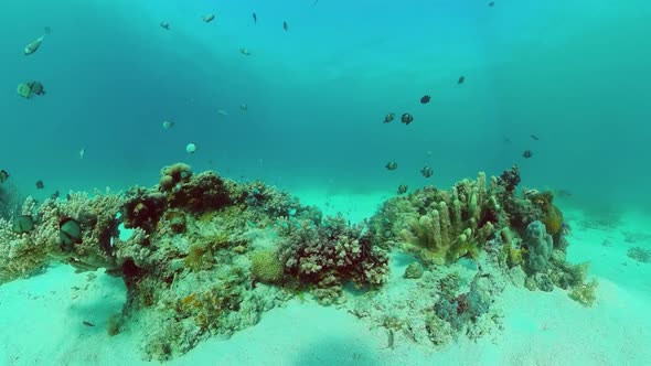 The Underwater World of a Coral Reef. Panglao, Philippines.