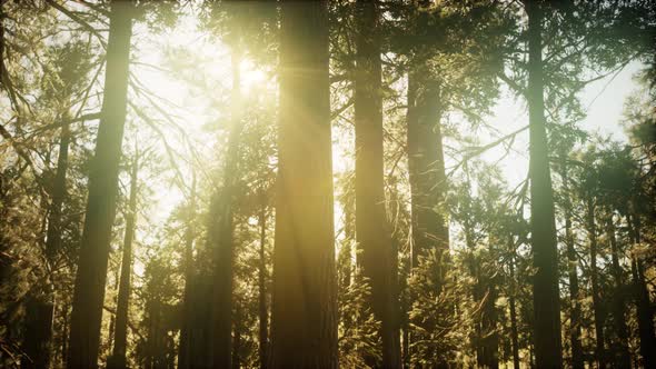 Hyperlapse in Sequoia Forest From Sunrise