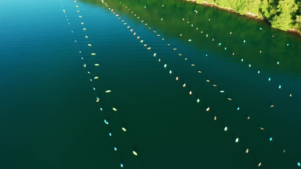 Oyster Nets Dipped Into Dark Blue Water at Farm in Lima Gulf