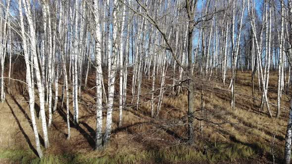 Birch Grove