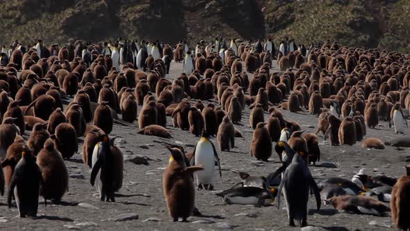 King Penguins On South Georgia Island