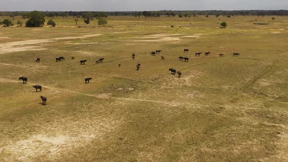 Buffaloes in the National Park