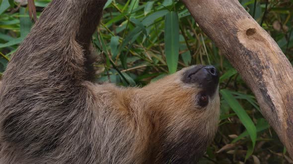 Close-up shot of a sloth on a tree