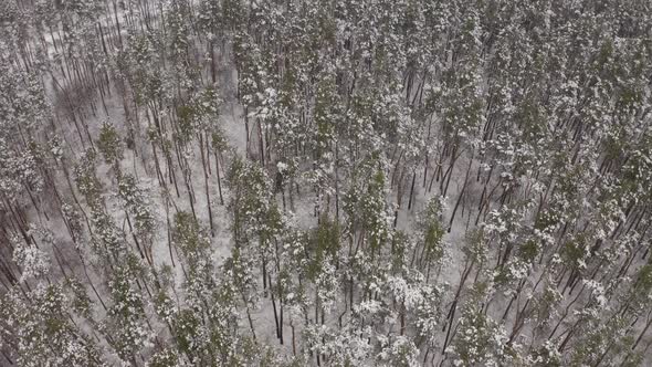 Aerial View Snow Covered Treetops In The Forest