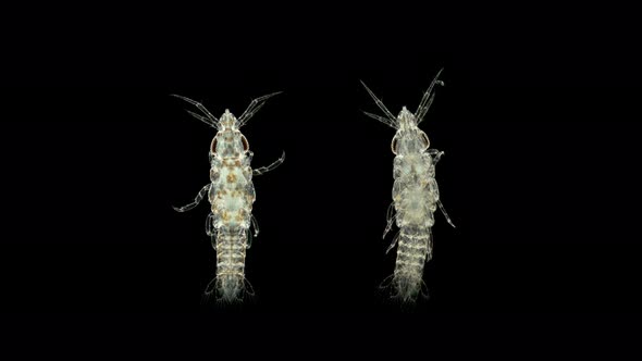 Parasitic Isopod Larva at the Zuphea Stage Under a Microscope, of the Gnathiidae Family