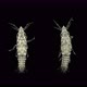 Parasitic Isopod Larva at the Zuphea Stage Under a Microscope, of the Gnathiidae Family - VideoHive Item for Sale