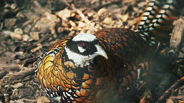 Multi-colored pheasant lies on sawdust.