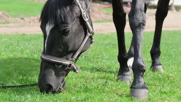 A Black Horse with a White Spot on Its Forehead Eats Grass in a Pasture
