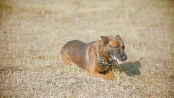 Funny German Shepherd Dog Playfully Lying on the Grass and Sniffing Something