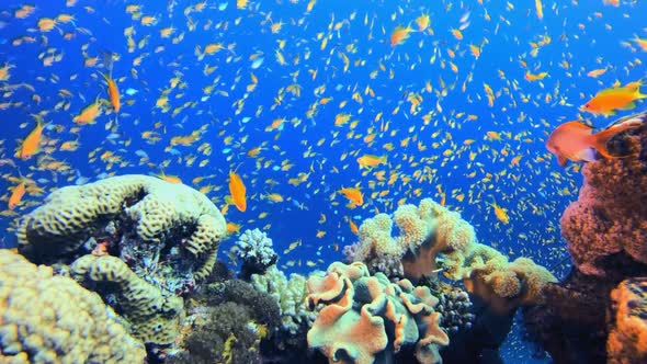 Marine Coral Garden Blue Orange Fish