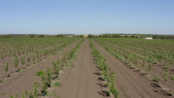 Agriculture field Aerial Drone Footage