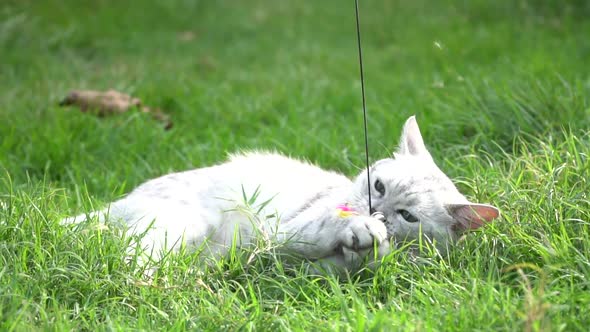 Silver Cute Cat Playing On Green Grass Slow Motion