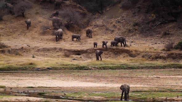 African bush elephant in Kruger National park, South Africa