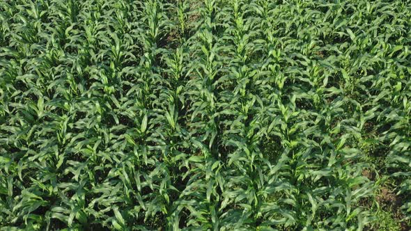 Corn field. Young corn plants are swaying in the wind in the field on a sunny summer day