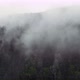 Misty Fog Blowing Over Pine Tree Forest - VideoHive Item for Sale