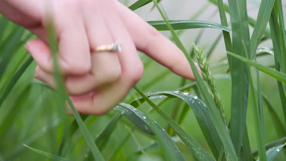 Woman's Hand with a Diamond on Her Finger, Resets Dew Drops with Green Grass