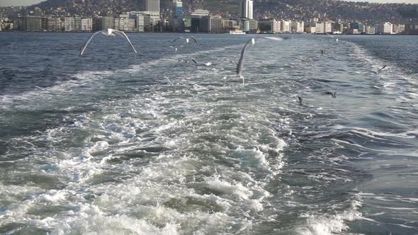 Ferry Boat And Seagulls