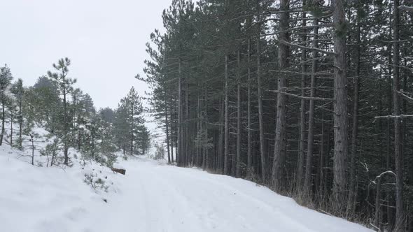 Coniferous woods and first snow in nature 3840X2160 UHD footage - White snowflakes falling over cone