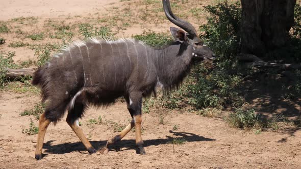 Male Lesser kudu walking around