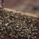 Footage Bees  2 - VideoHive Item for Sale