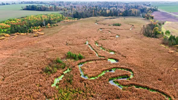 River and blooming algae in swamps. Aerial view of wildlife