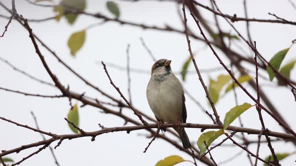 Beautiful Sparrow Bird Perched On Twigs In The Wild Habitat