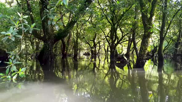 A mangrove ecosystem and trees with golden light in brackish saltwater in Pohnpei, Micronesia