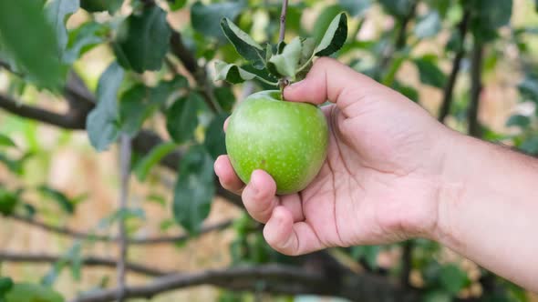 Plucking an Apple From Branch