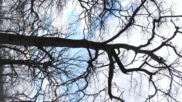 Vertical Video of the Forest with Trees Without Leaves