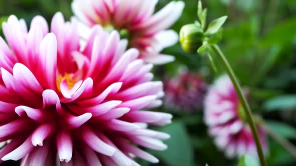 Red And White Chrysanthemums In Flowering 