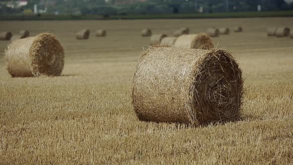 Little Boy In Field. Beautiful boy walking in a field with straw