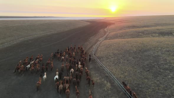 Wild Horses Running