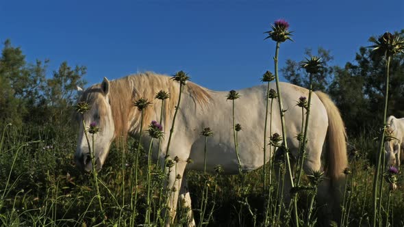 White Camargue horses, Camargue, France