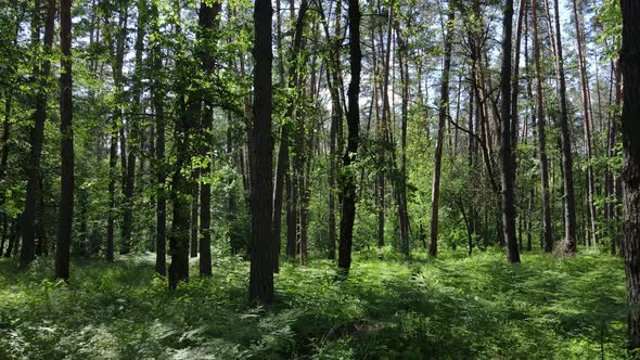 Beautiful Green Forest on a Summer Day Slow Motion