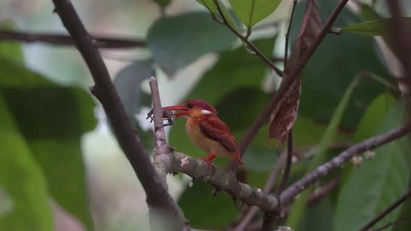 the rufous backed kingfisher perched on a branch and eating crab