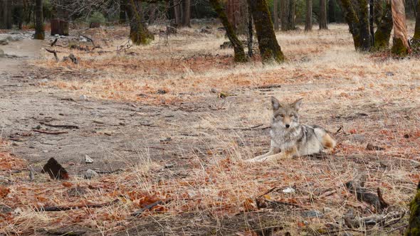 Wild Wolf Animal Coyote or Coywolf Yosemite Forest Wildlife California Fauna