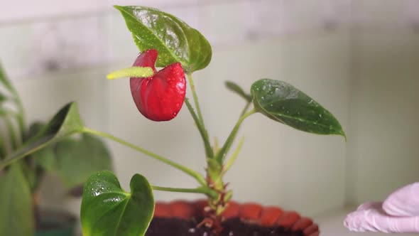 Spraying anthurium houseplant