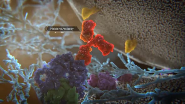 3D Medical Animation of inhibiting antibody