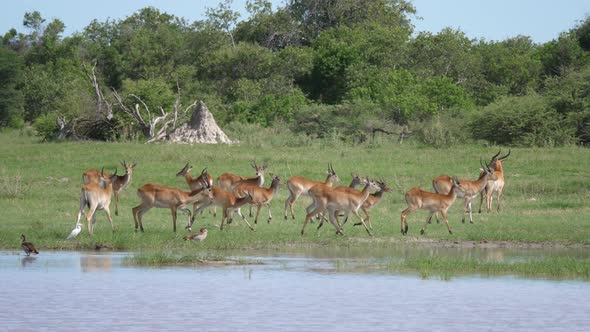 A herd of antelope around a pond at Moremi Game Reserve