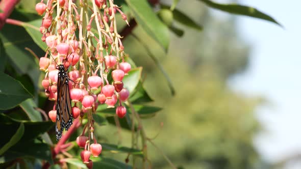 Monarch Butterfly Pollinate Arbutus Flower California USA