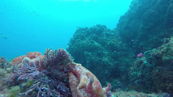 A colour Spanish Dancer Nudibranch swimming vigorously away from an underwater cameraman