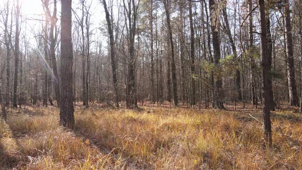 Forest with Trees in an Autumn Day