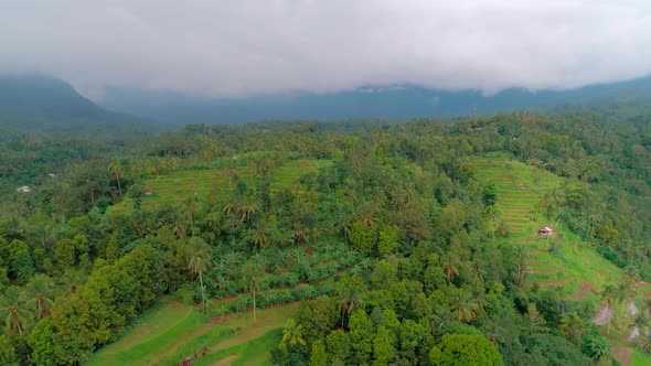 Aerial View The Island Of Bali. Jungle, Rice Terraces, Palm Groves