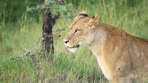 A Lioness Looking Around In The Wilderness In El K Safari In Kenya. -close up shot