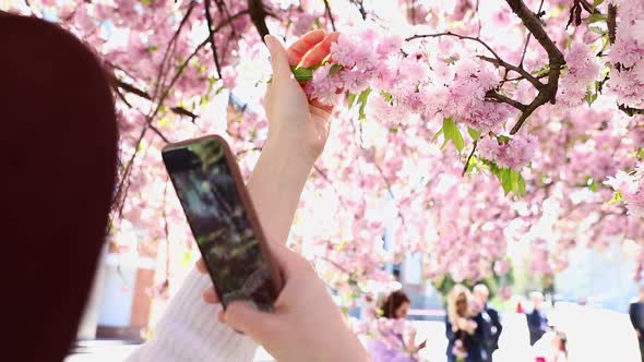 Woman Enjoying Blooming Sakura Tree Shooting on the Phone