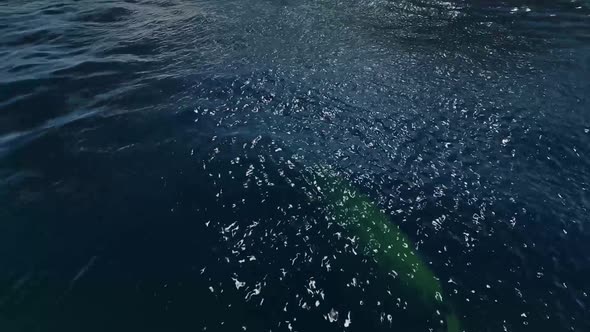 Crashed Plane In Underwater