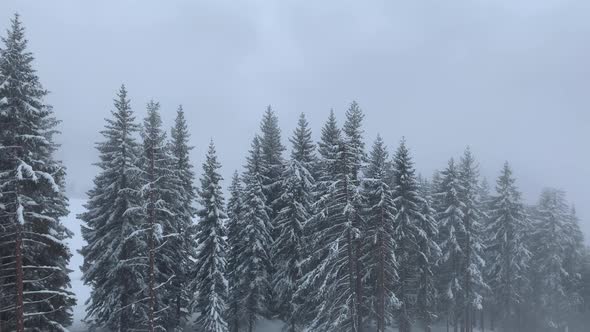 Snowy Pine Trees on Winter Resort Slope Seen From Ski Lift. Misty day.