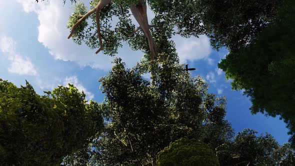 Helicopter Passing Over The Forest