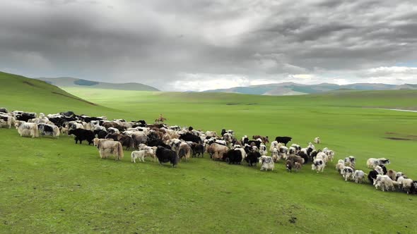 Herd of Yak Flock in Vast Grassland