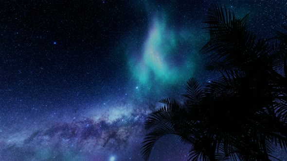 Blue Stars Leaf Palm Tree in Real Style Night Scene